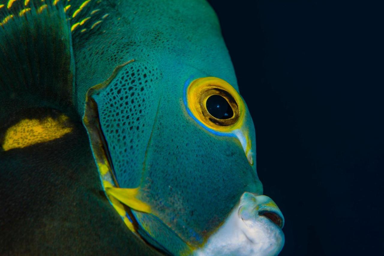 Den Laman - Balloonfish クラレンダイク エクステリア 写真